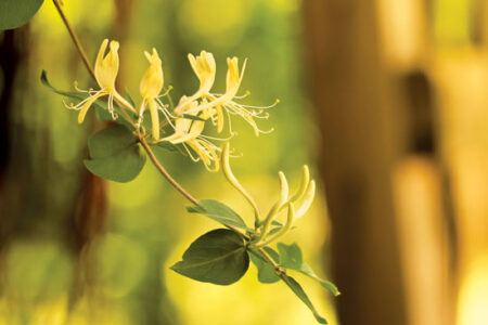 Recipes to Use Spring Blooms Image